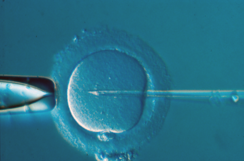 Fertilisation - Vitrolife